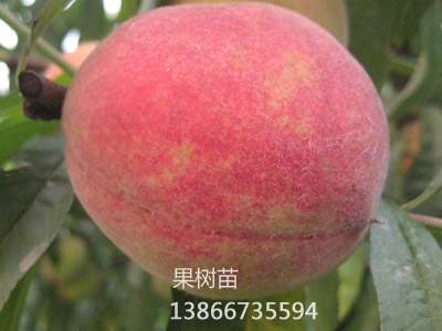 夏香姬