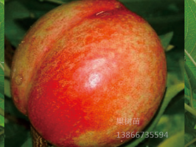 台湾甜油桃