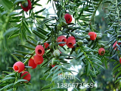 中国红豆杉
