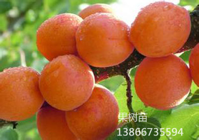 日本红光杏
