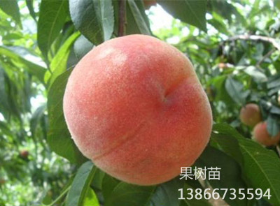 永不软6号白桃