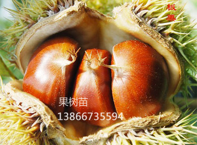 处暑红板栗