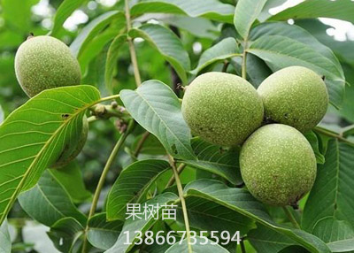 香玲