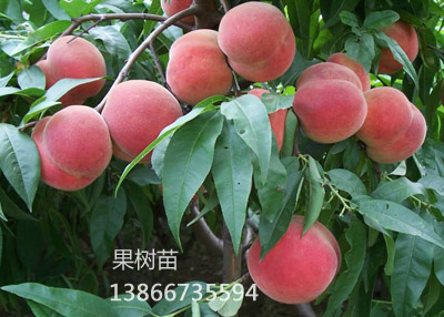 超早红桃