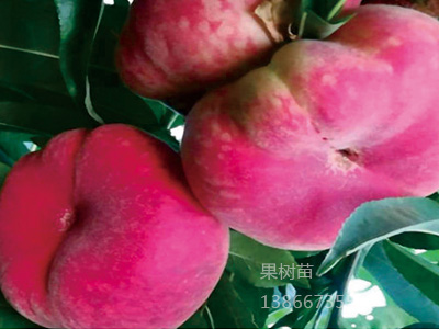 秋巨蟠