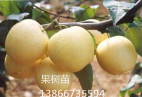 大果水晶梨