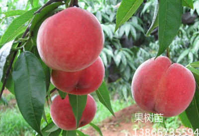 夏之梦