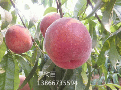 优系-F