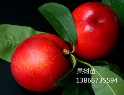 中油18号