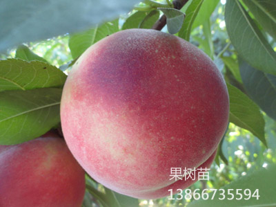 永不软5号白桃