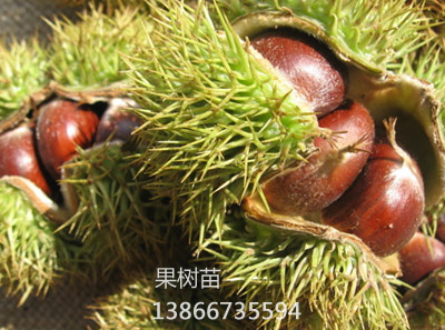 八月红板栗