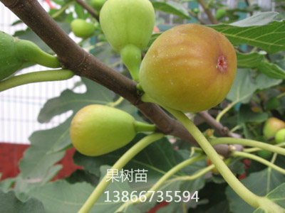 布兰瑞克无花果