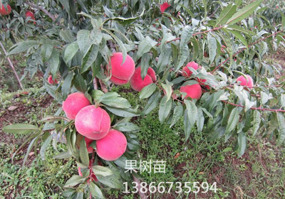 春雪桃