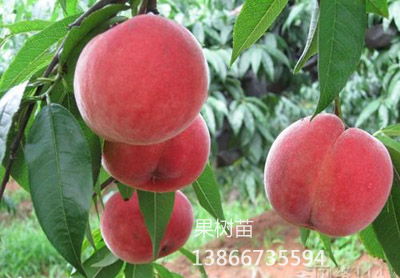 中秋王桃5号
