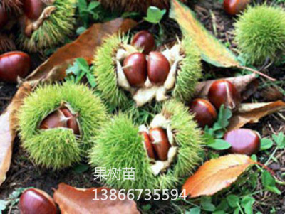 蜜蜂球板栗
