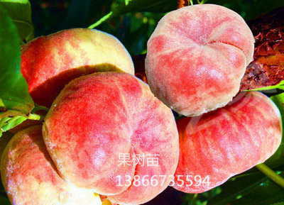 早露红蟠桃