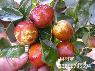 早脆王枣