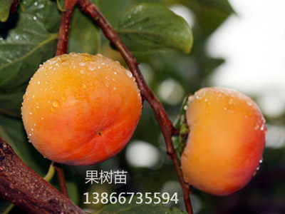 新津20甜柿