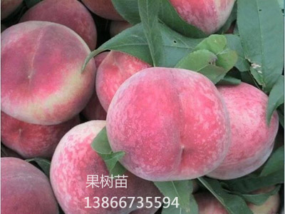 夏红脆桃